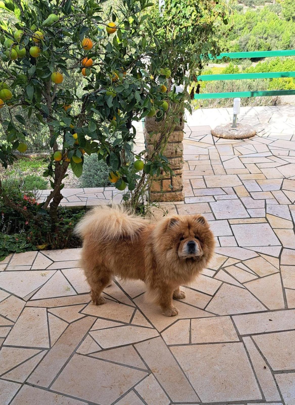 Holiday Home Liberan Vela Luka Zewnętrze zdjęcie